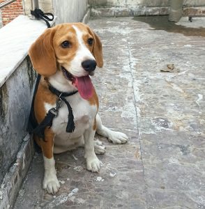 Beagle- True Britain breed