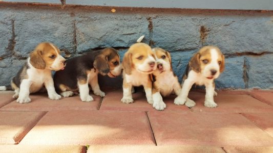 Beagles for sale