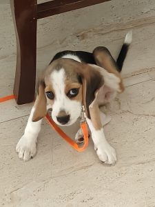 A Beautiful Beagle Up For A New Home