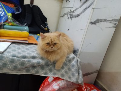Beautiful Full Punch Persian Kitten for Sale!