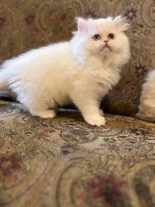 Beautiful persian cat for sale