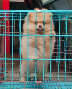 Beautiful Pom Golden Pups For Sale 9654249090