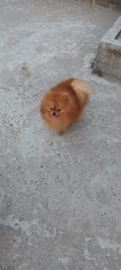Beautiful Pom Puppies For Sale Trust Kennel