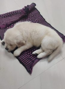 Beautifull golden retriever puppies for avbl