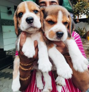 Beegle puppies