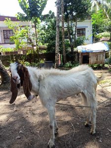 Beetal Goat male