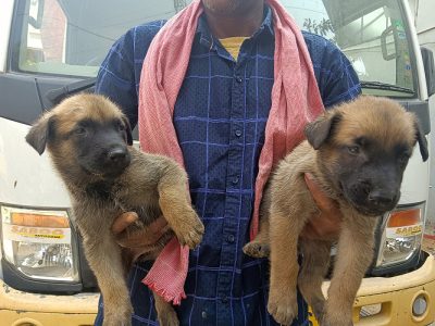 Belgian malinois sale