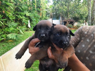 Belgium Malinois puppies