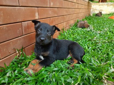 Belgium Malinois puppies