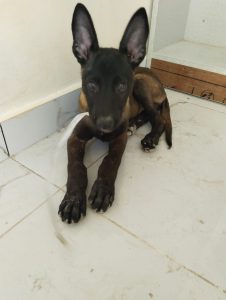 Belgium mallinois puppy for sale