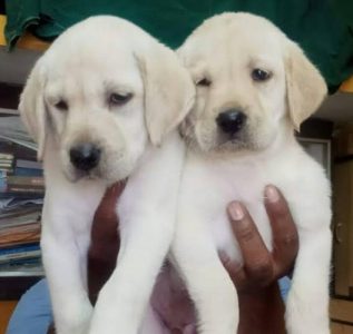Benjamin Kennels !! Labrador puppies in Hyderbad