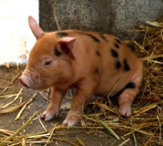 Berkshire piglet for sale
