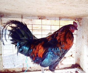 പൂവൻ  കോഴി  വിൽപ്പനക്ക്