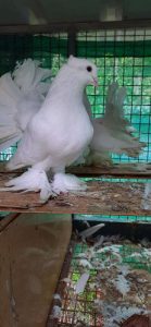 ???????? ???? ??????