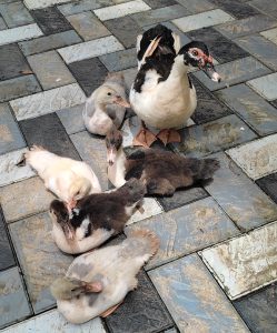 മണി താറാവ് കുഞ്ഞുങ്ങൾ