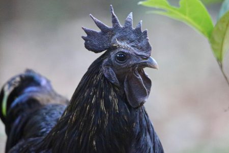 Black chicken/black hen