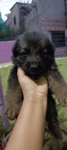 Black Double Coated German Shepherd