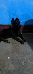 Black German shepherd puppy 3 months 2 days old
