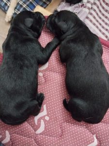 Black German Shepherd Puppies