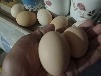 Black hen egg