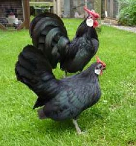 Black Japnese Adult(2 females & 1 M