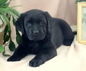 Black Lab Cute Puppy...8800539300