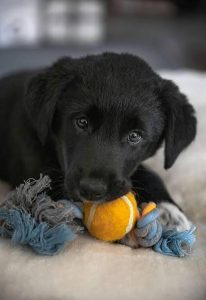 Black Lab Cute Puppy– Active, Smart, Playful, and Loving 8800539300