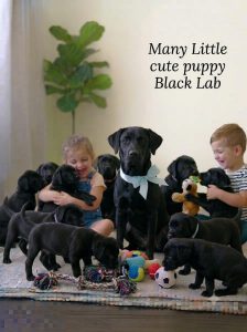 Black Lab Dog And Puppy 8800539300