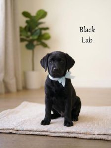 Black Lab Puppy 8800539300