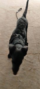 Black Labrador male dog