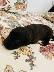 Black Labrador (Mixed breed)