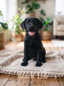 Black Labrador Puppy Playing Happily 8800539300