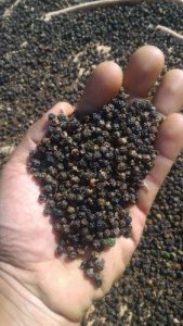 Black pepper organic