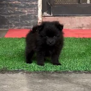 Black Toy Pom Puppy in Chandigarh | Jalandhar | Delhi NCR