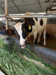 Black & white cow for sale