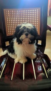 Black and white shihtzu puppy