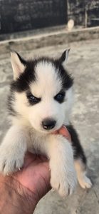 Blue eye husky