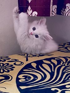 Blue eyes pure Persian furry kitten sale