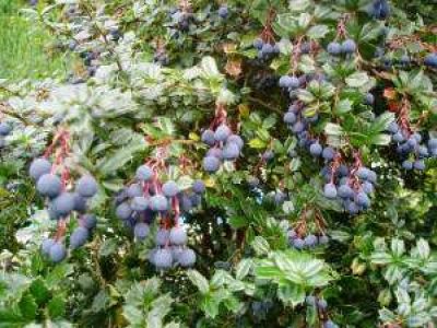 Blueberry plants
