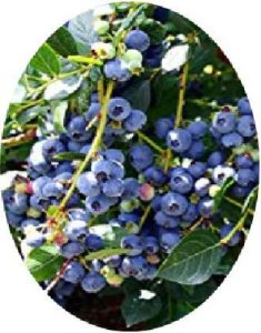 Blueberry plants for sale