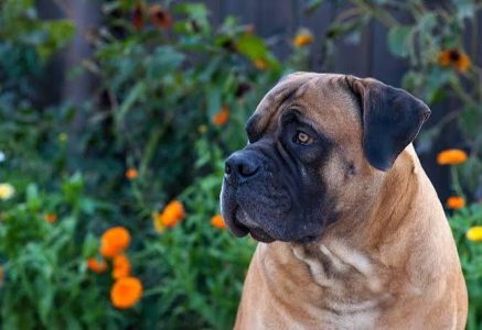 Boerboel Cute Puppy 8800539300