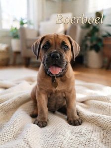 Boerboel Dog Behavior, Brave, Smart & Loyal 8800539300