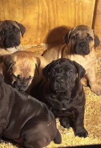 Boerboel Puppy 8800539300