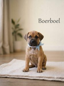 Boerboel Puppy 8800539300
