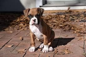 Boxer Cute Puppy....8800539300