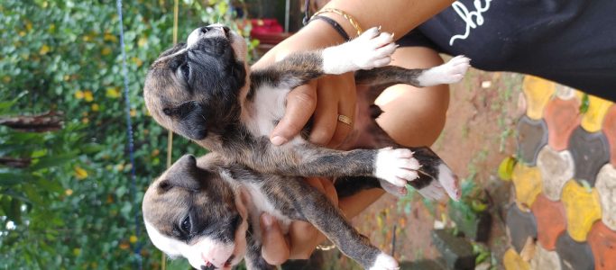 Boxer Puppies cute and active