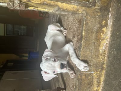 Boxer puppies females available