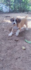 boxer puppy for sale