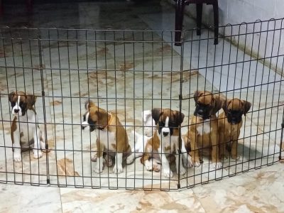Boxer pups