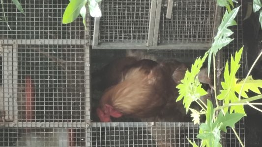 Brahma Hen